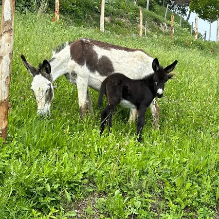 Ca' Pavaglione فندق مبيت وإفطار Borgomale