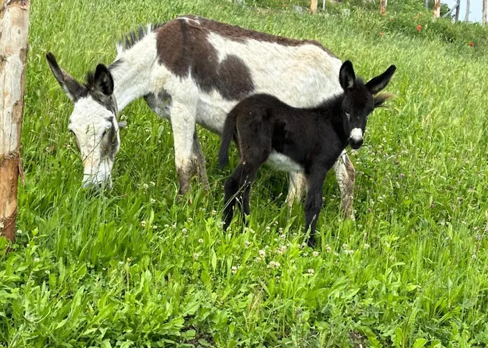 Ca' Pavaglione Country House Frühstückspension Borgomale